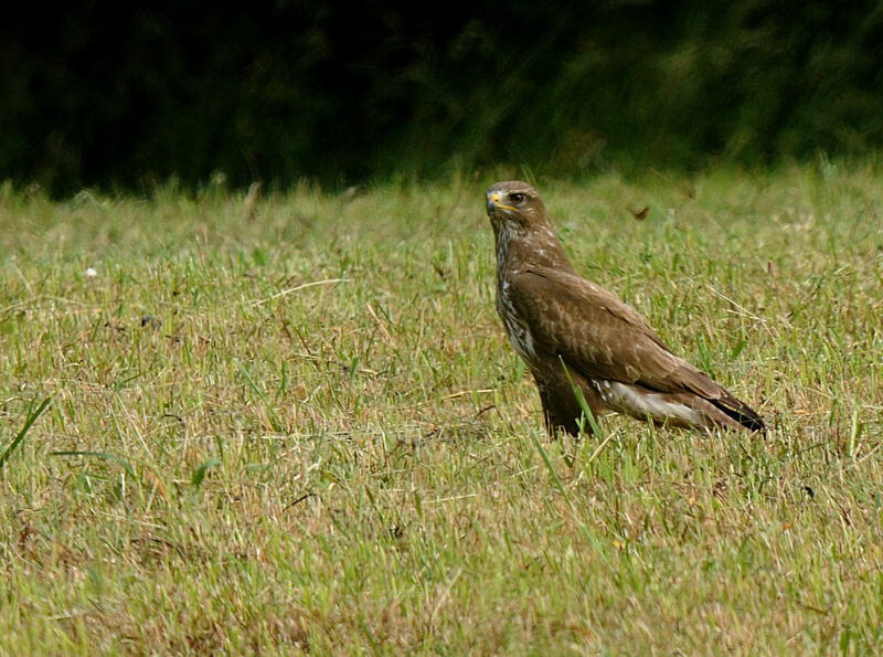 Buse variable