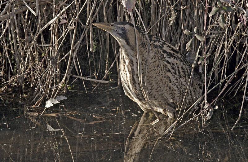 Eurasian Bittern