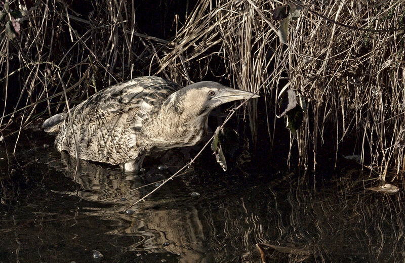 Eurasian Bittern