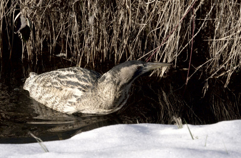 Eurasian Bittern