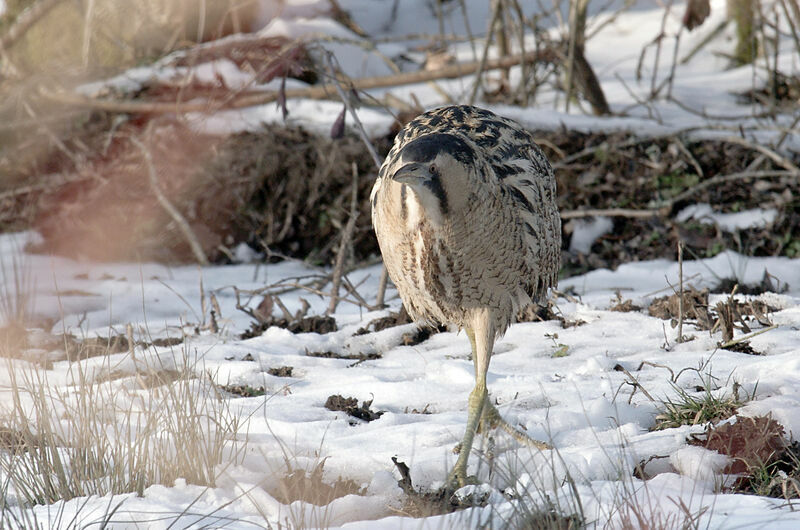 Eurasian Bittern