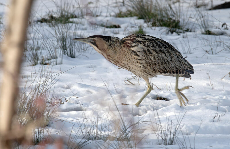 Eurasian Bittern