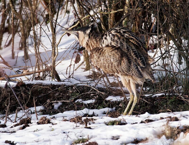 Eurasian Bittern