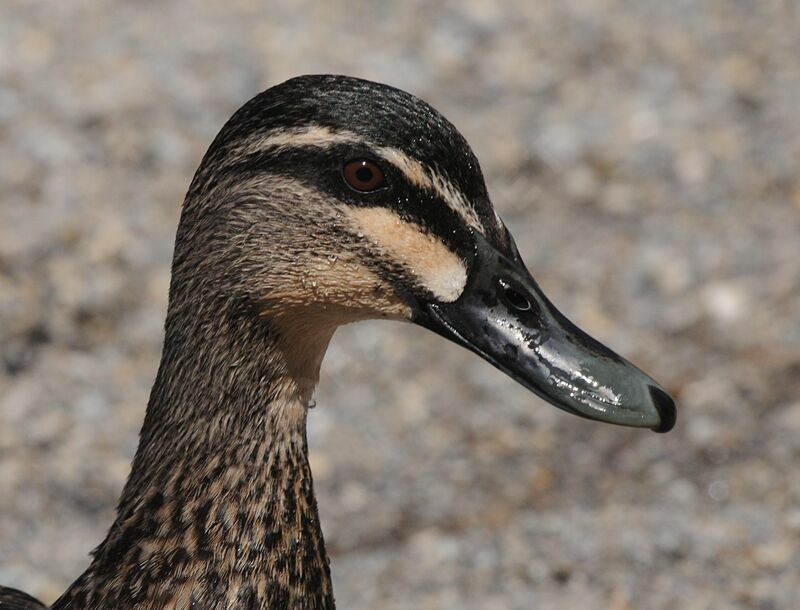 Canard à sourcils