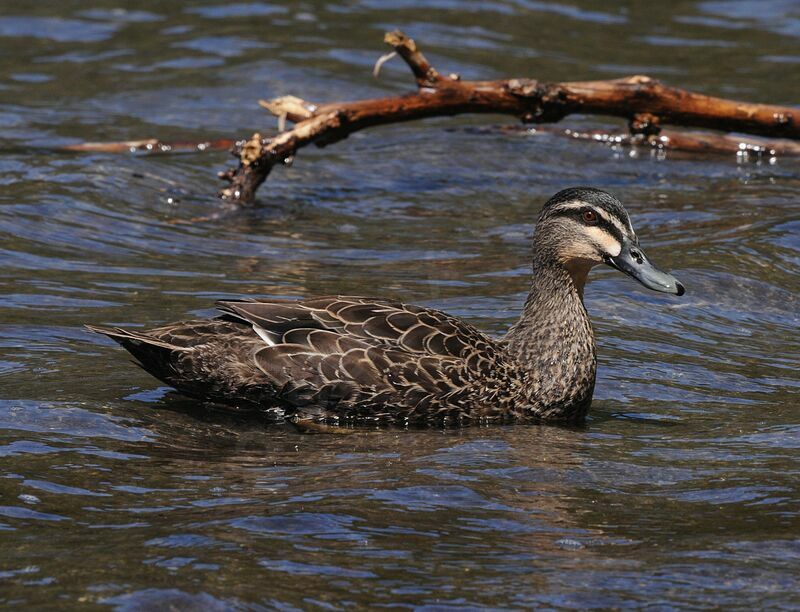 Pacific Black Duck