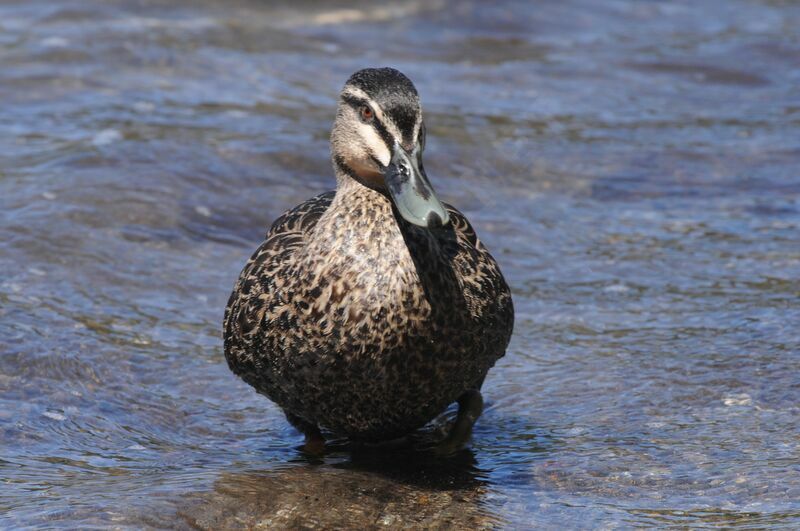 Canard à sourcils