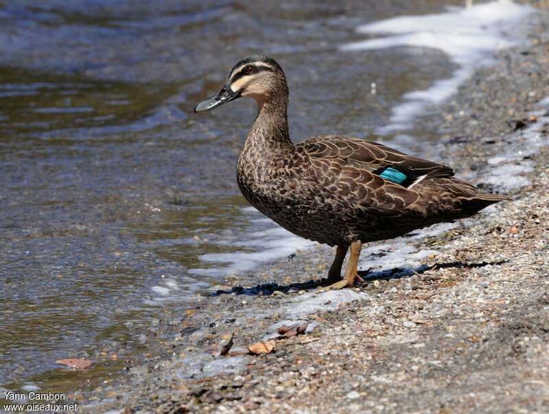 Canard à sourcilsadulte, habitat, pigmentation