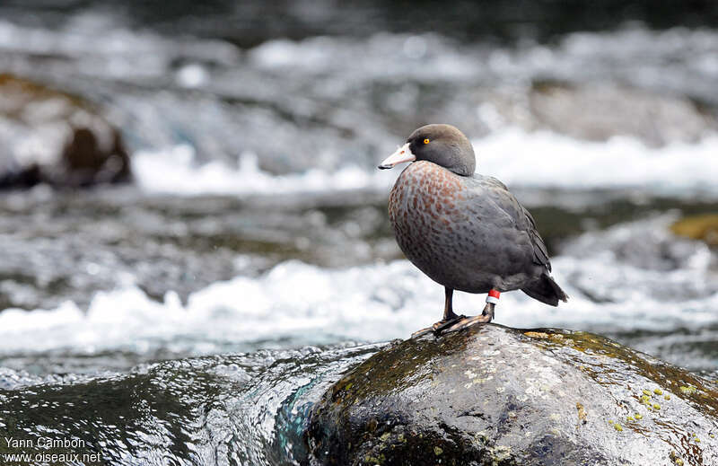 Canard bleu, identification