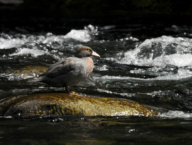 Blue Duck