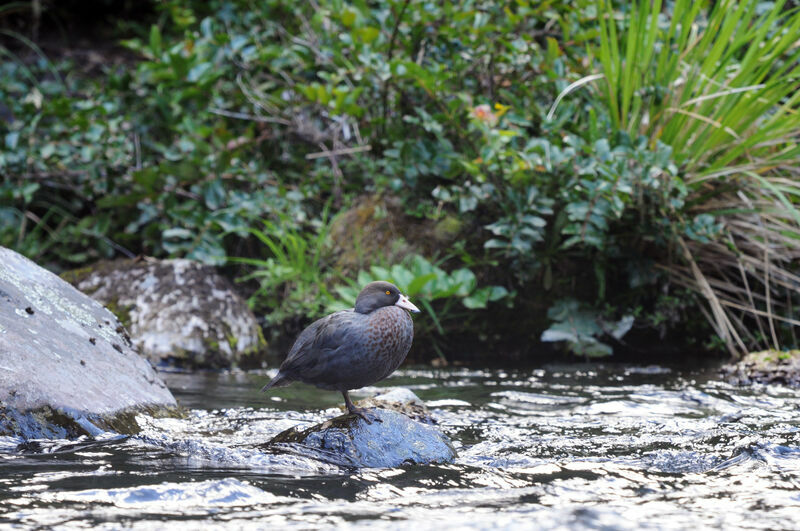 Blue Duck