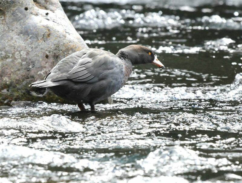 Blue Duck