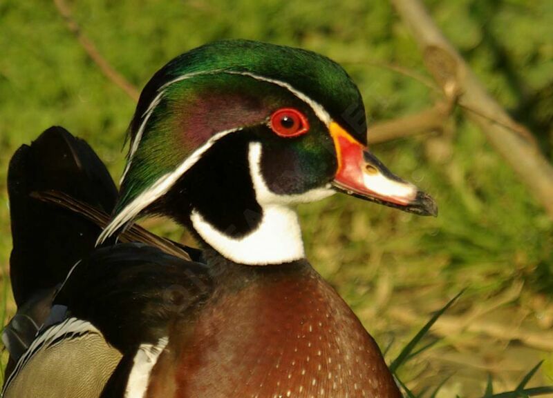 Wood Duck male adult breeding