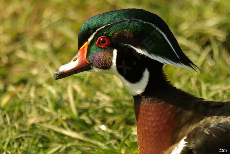 Canard carolin mâle adulte nuptial