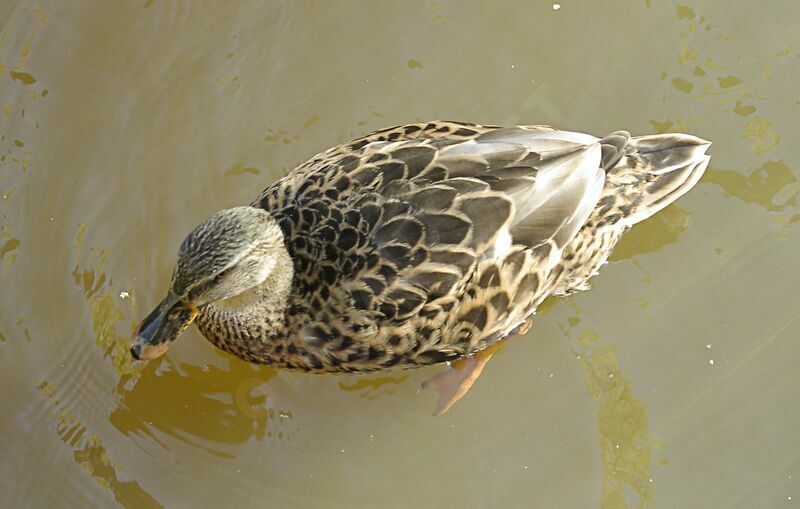 Mallard female