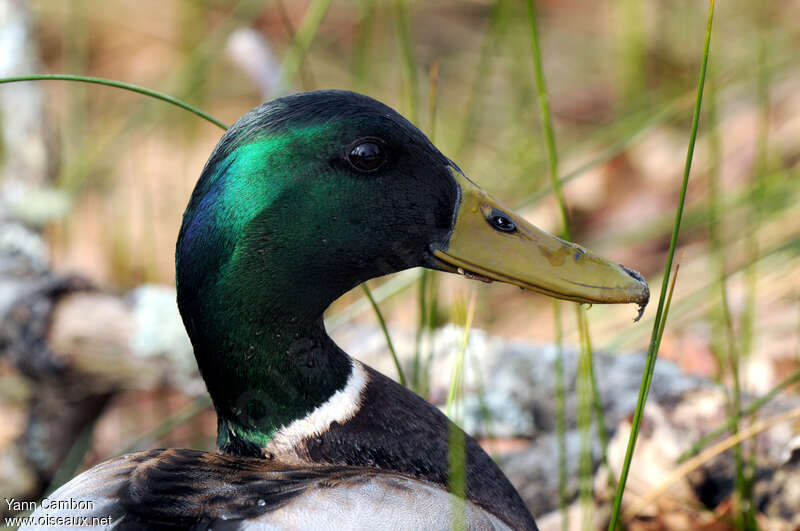 Canard colvert mâle adulte nuptial, portrait