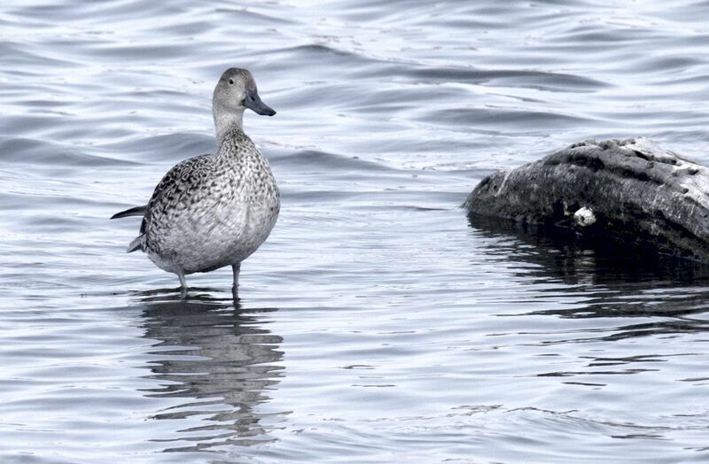 Northern Pintail female adult