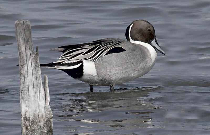 Northern Pintail male adult breeding