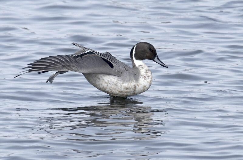 Canard pilet mâle adulte nuptial