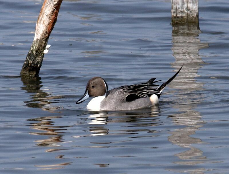 Canard pilet