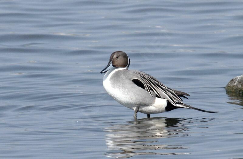 Canard pilet mâle adulte nuptial