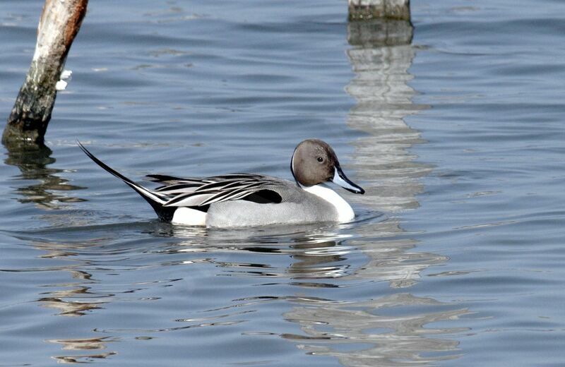 Canard pilet mâle adulte nuptial