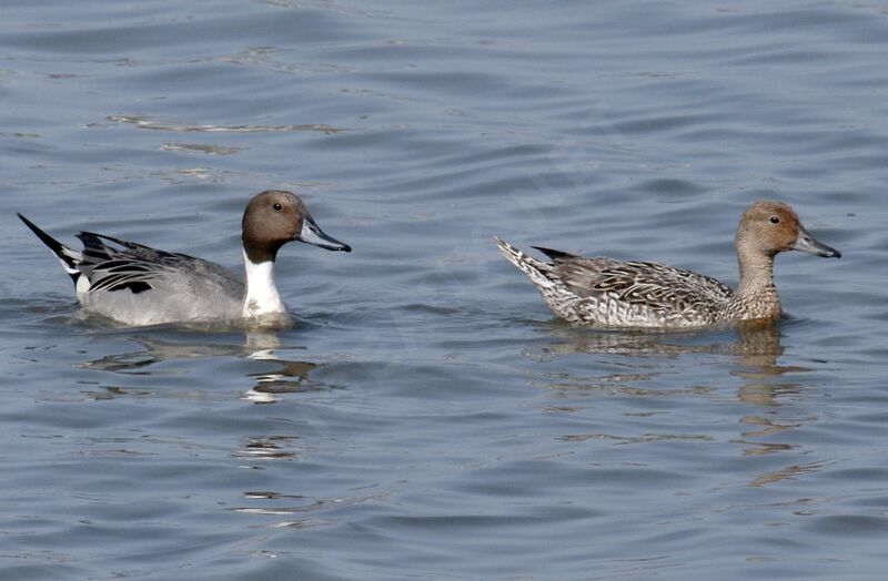 Northern Pintail