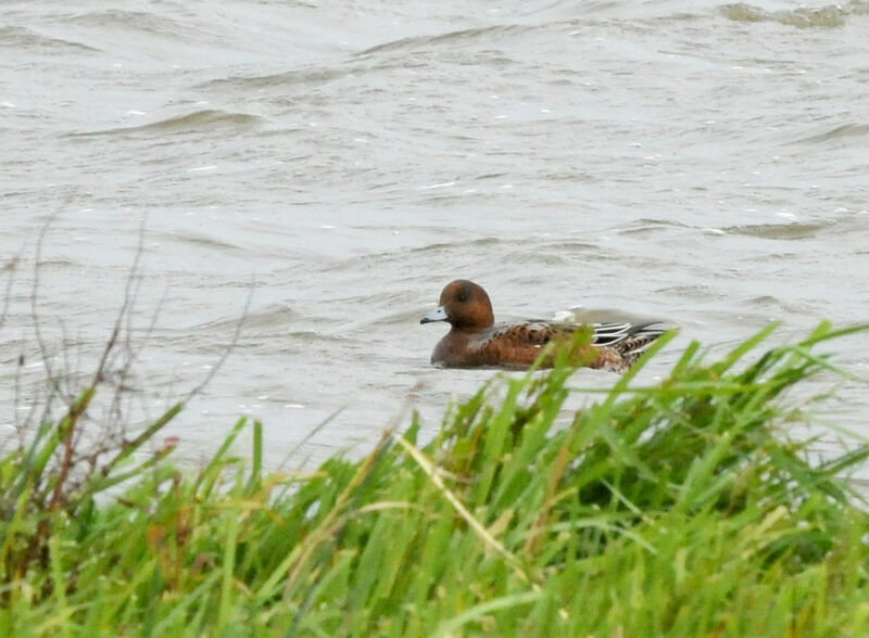 Canard siffleur