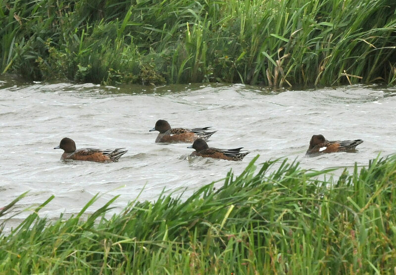 Eurasian Wigeon