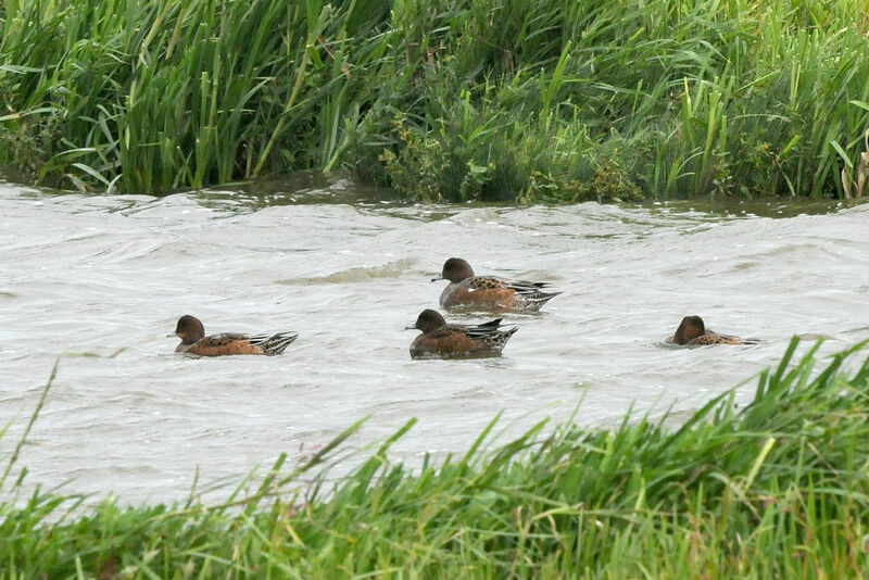 Canard siffleur