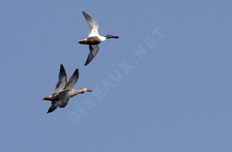 Canard souchet