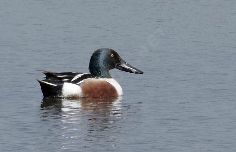 Northern Shoveler