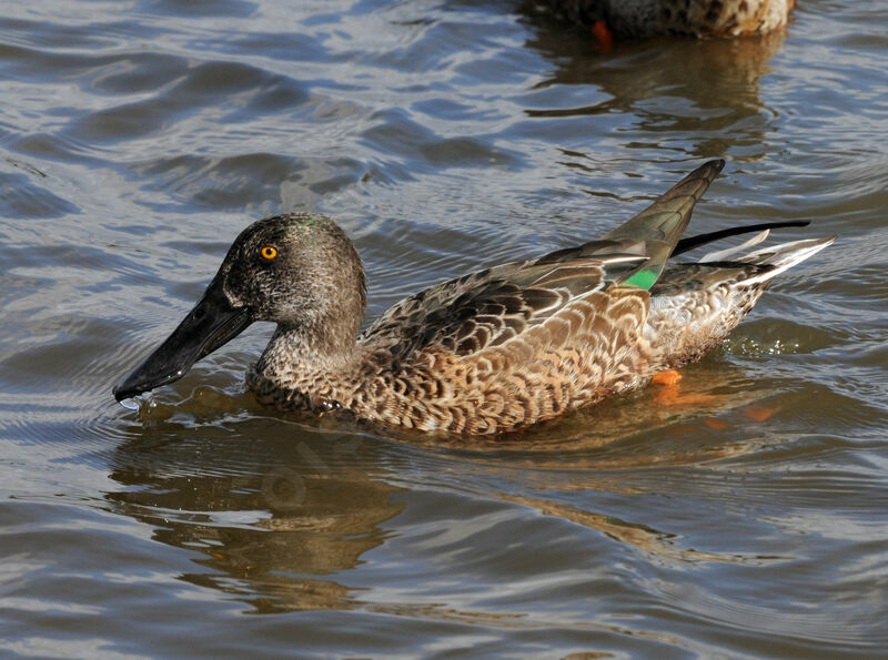 Northern Shoveler