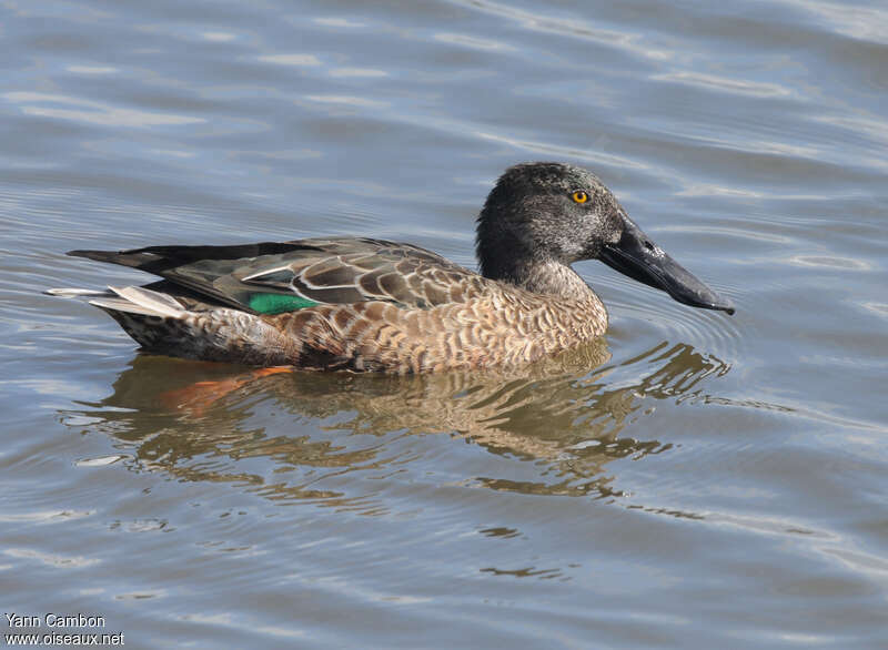 Canard souchet mâle adulte internuptial