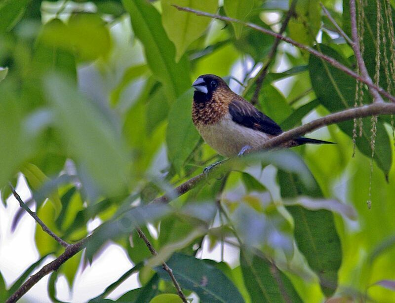 White-rumped Munia