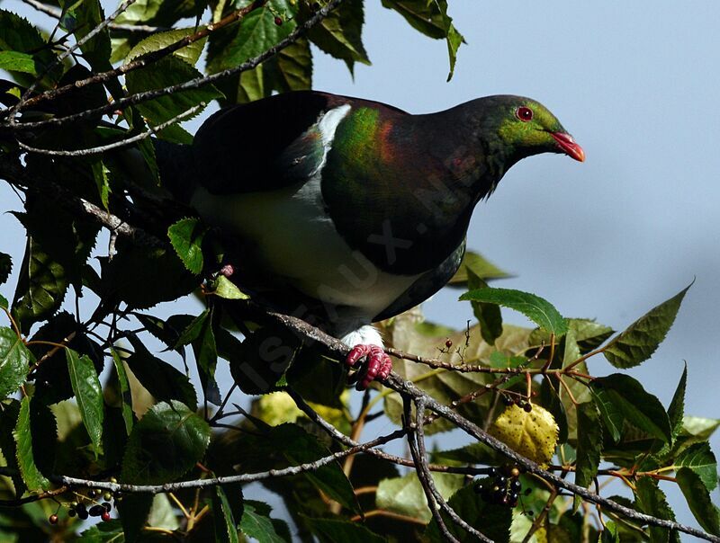 New Zealand Pigeon