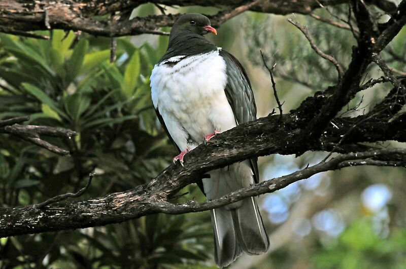 New Zealand Pigeon