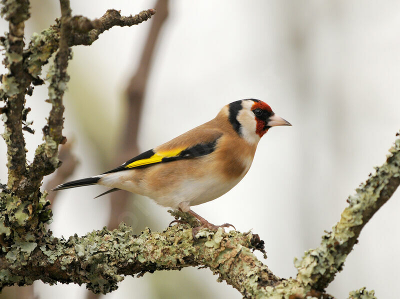 European Goldfinch male adult post breeding