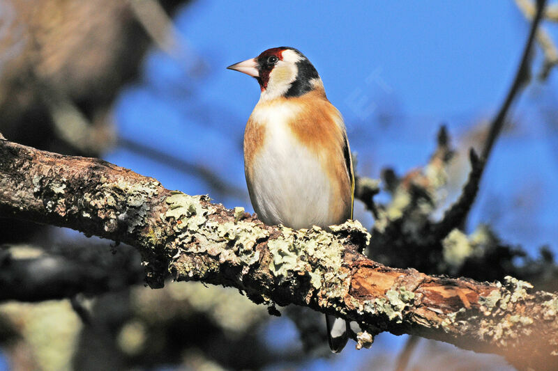 Chardonneret élégant