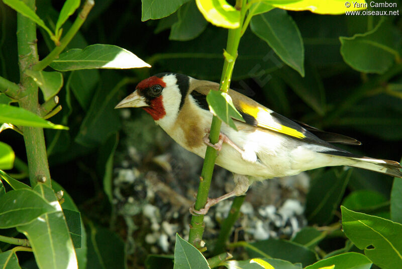 Chardonneret élégantadulte nuptial