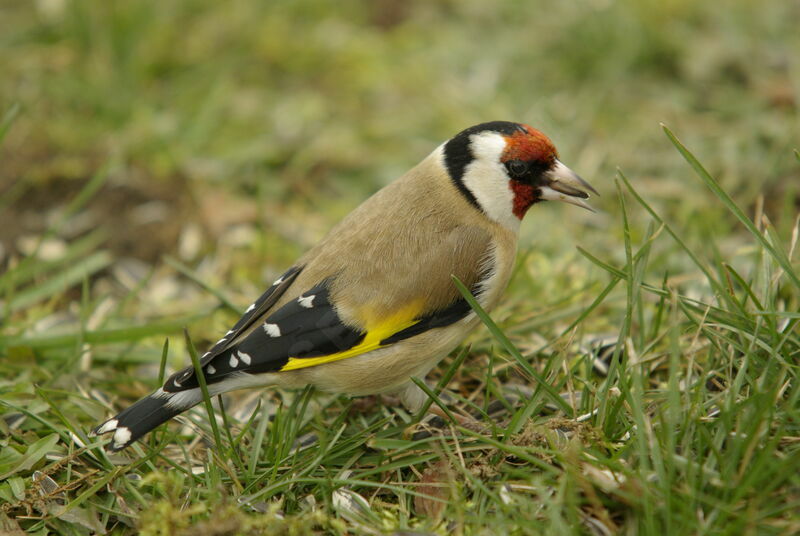 European Goldfinch