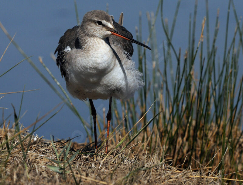 Spotted Redshank