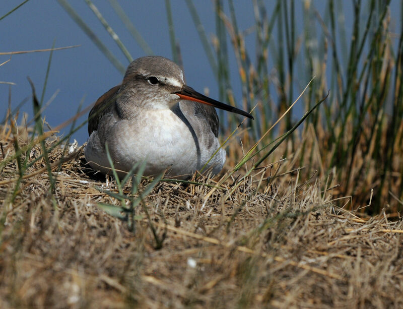 Spotted Redshank