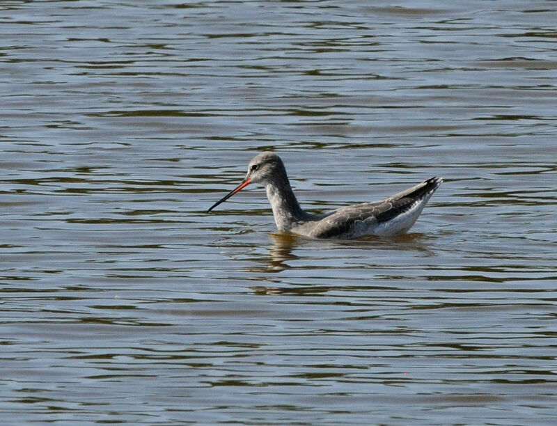 Chevalier arlequin