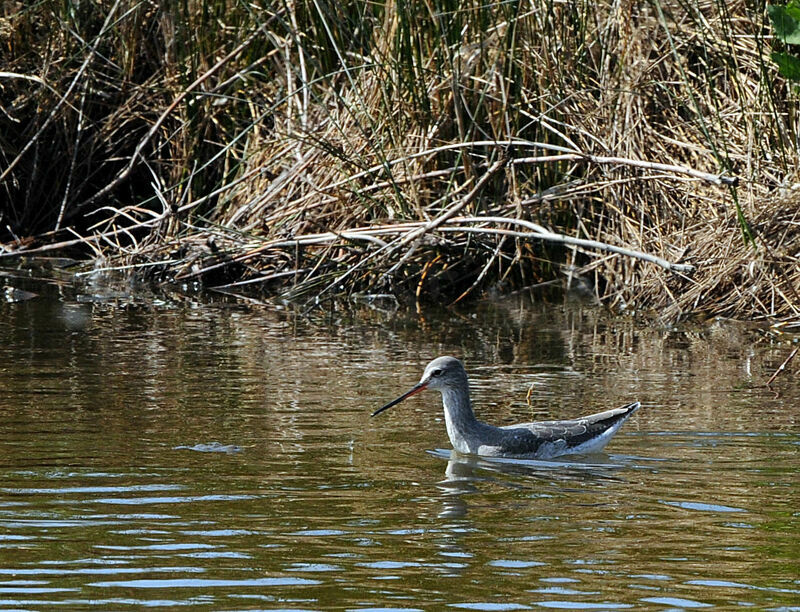 Spotted Redshank