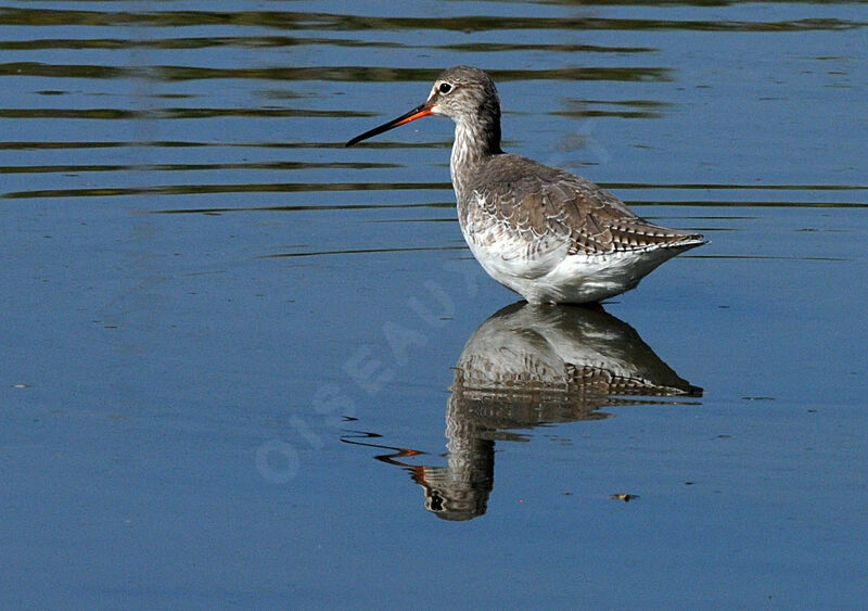 Spotted Redshank