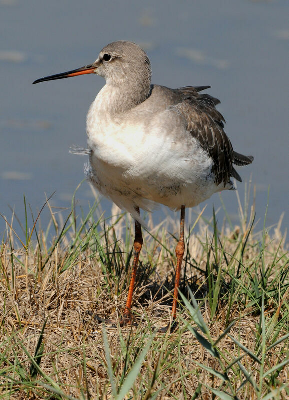 Spotted Redshank