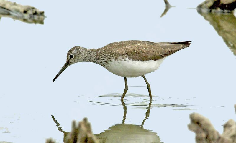 Green Sandpiper