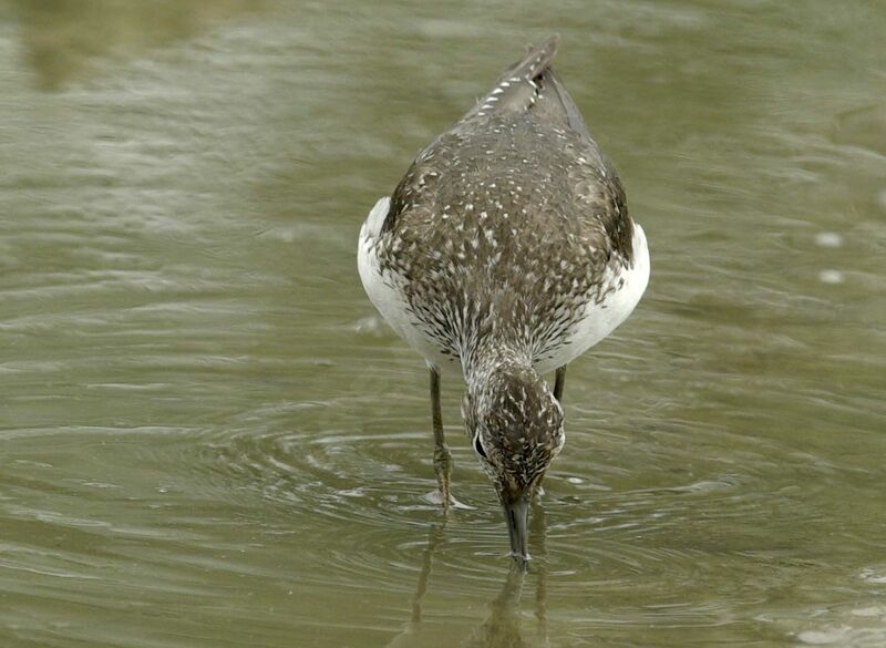 Green Sandpiper