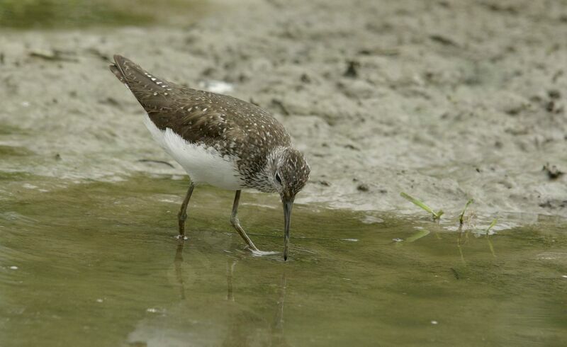 Green Sandpiper