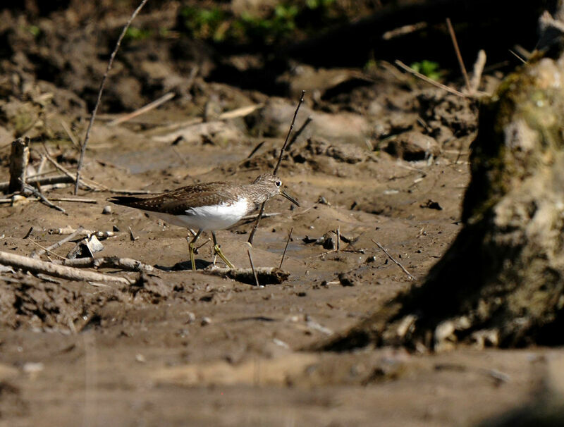 Green Sandpiper